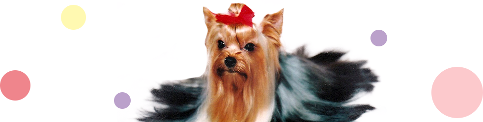ヨークシャテリア子犬の写真