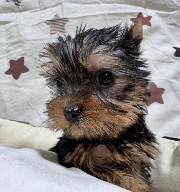 ヨーキー子犬