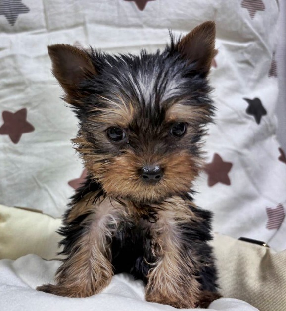 10月6日生　キャサリン 💓売約済💓