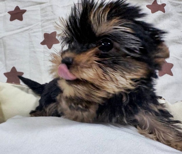 ヨーキー子犬
