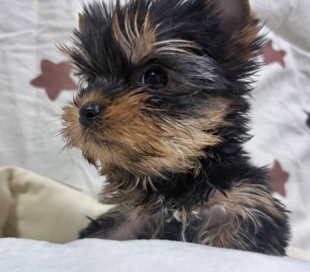 ヨーキー子犬