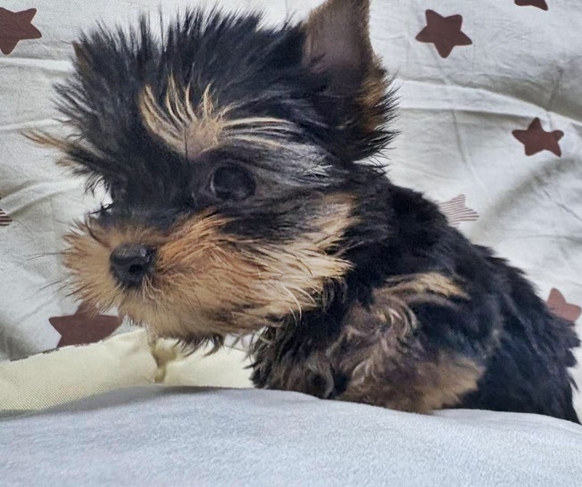 10月6日生　ウィリアム 💓売約済💓