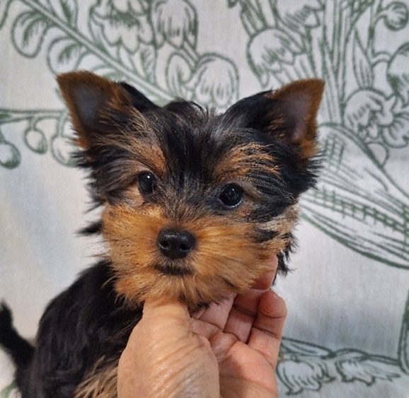 ヨーキー子犬
