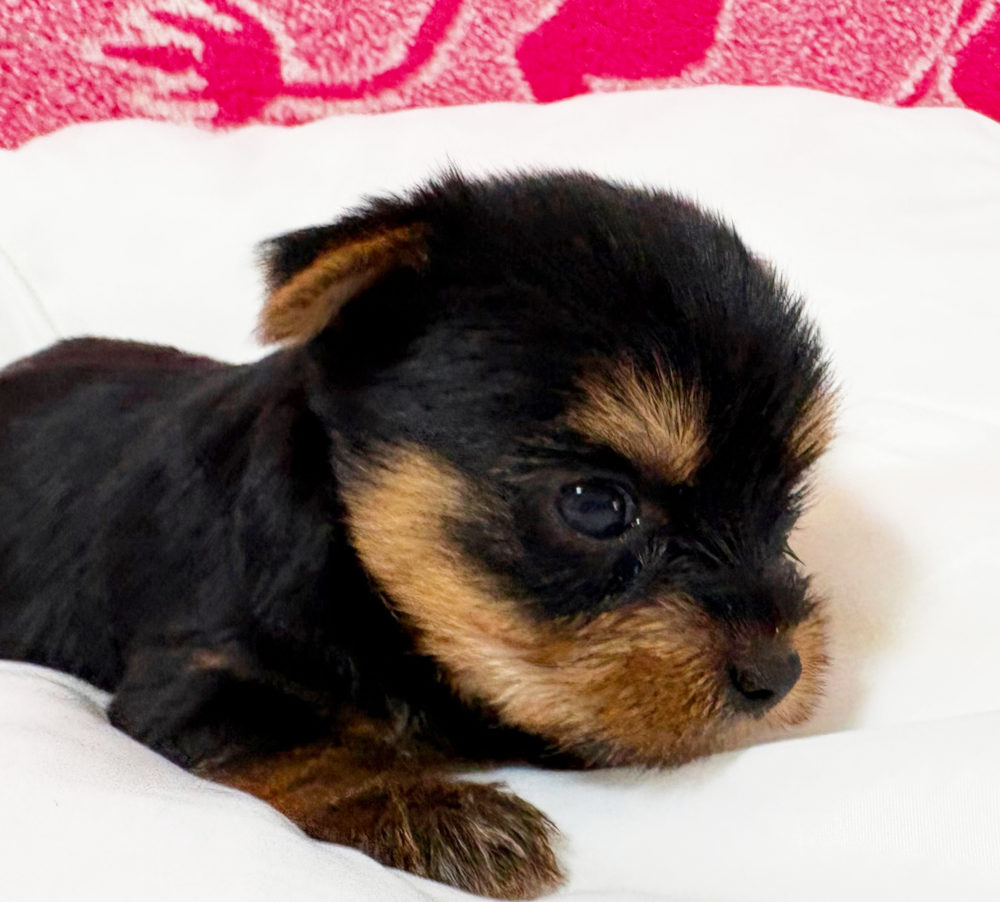 ヨーキー子犬