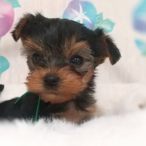 ヨーキー子犬