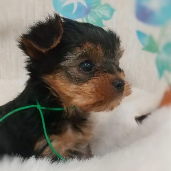 ヨーキー子犬