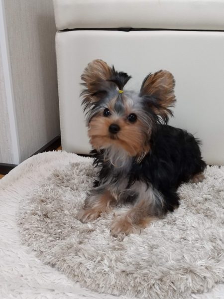 ヨーキー子犬