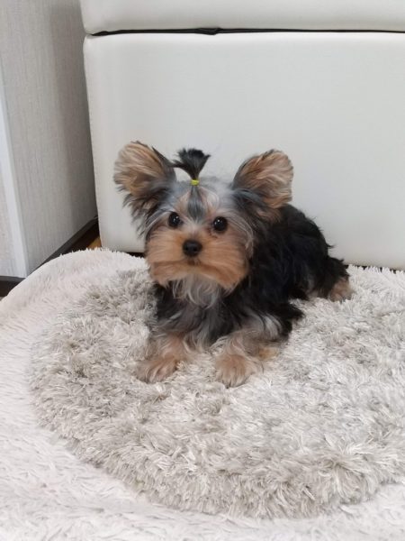 ヨーキー子犬