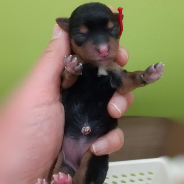 ヨーキー子犬