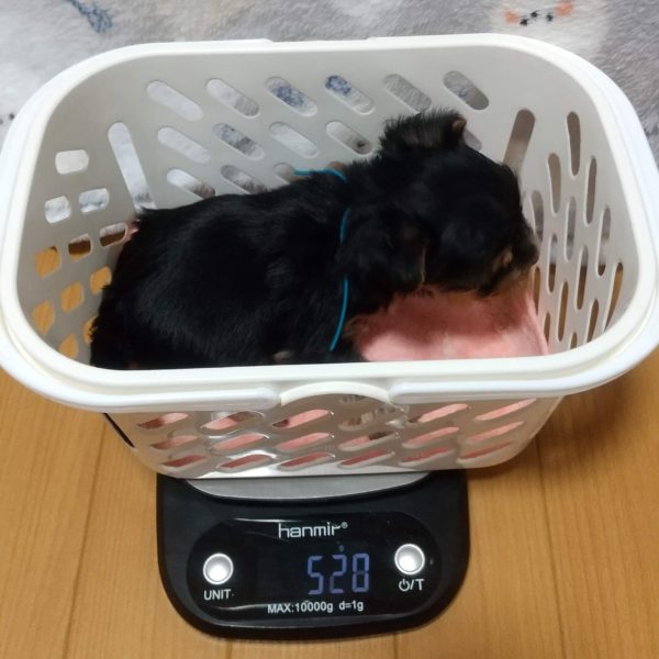 2月26日生まれ　青くん💙