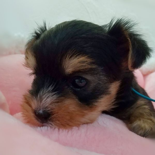 ヨーキー子犬