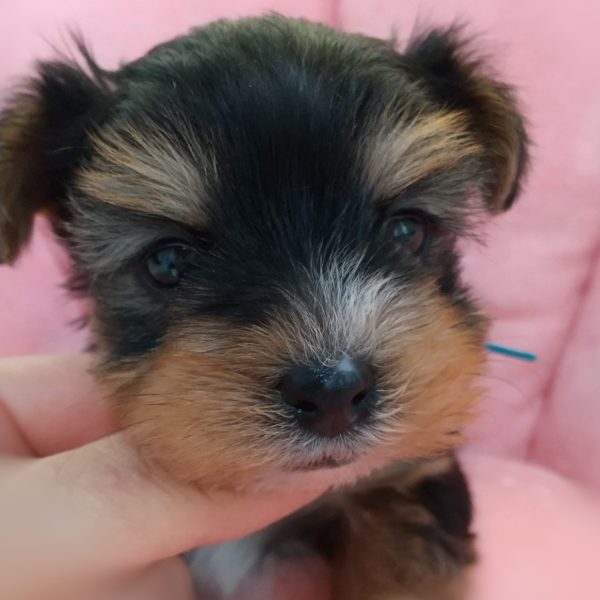 ヨーキー子犬