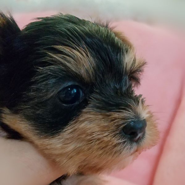 ヨーキー子犬