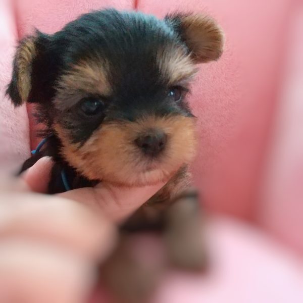 ヨーキー子犬