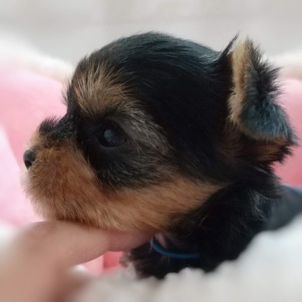ヨーキー子犬