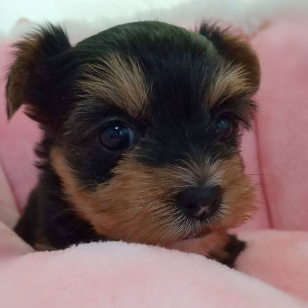 ヨーキー子犬