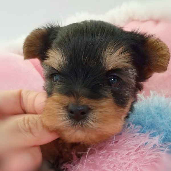 ヨーキー子犬