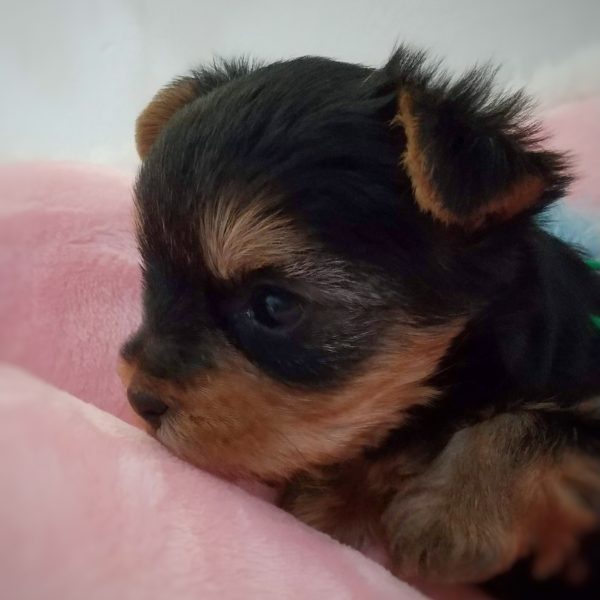 ヨーキー子犬