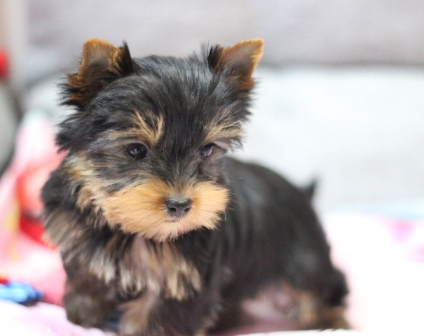 ヨーキー子犬