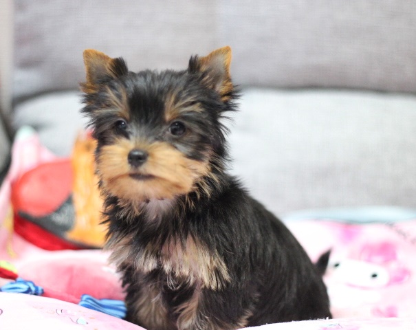 ヨーキー子犬