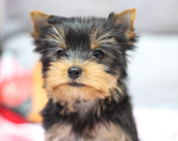 ヨーキー子犬