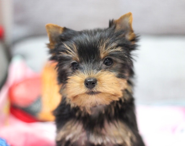 1月9日生 いち子ちゃん🍀売約済🍀