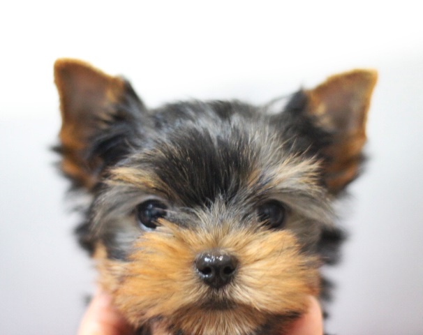 ヨーキー子犬