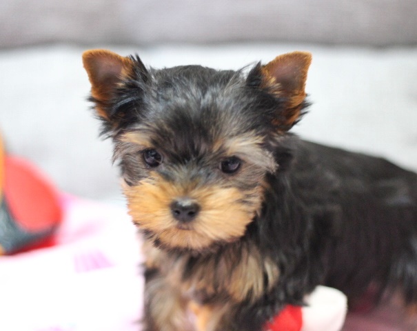 ヨーキー子犬