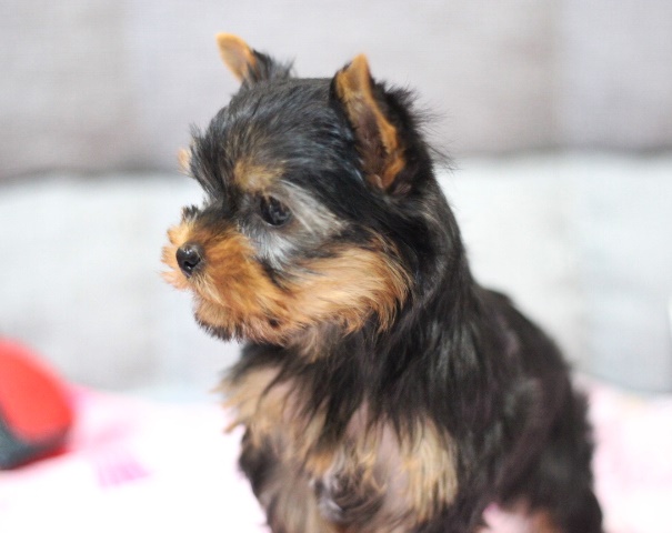 1月9日生 にこちゃん