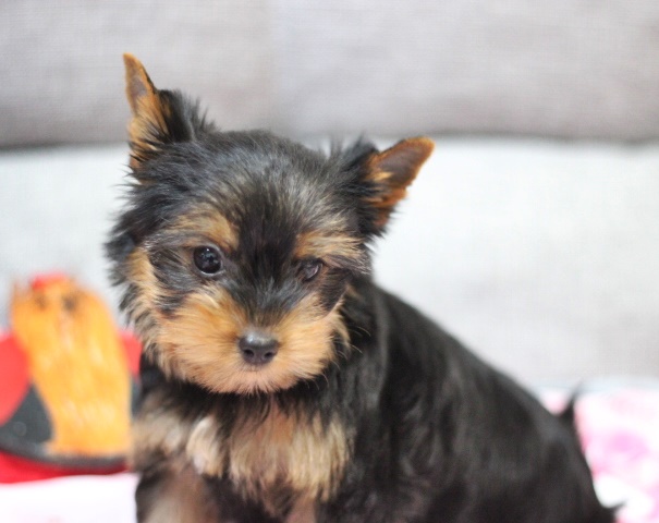 ヨーキー子犬