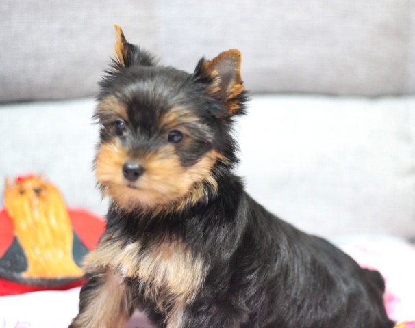ヨーキー子犬