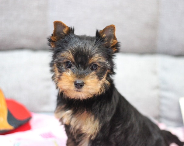 ヨーキー子犬