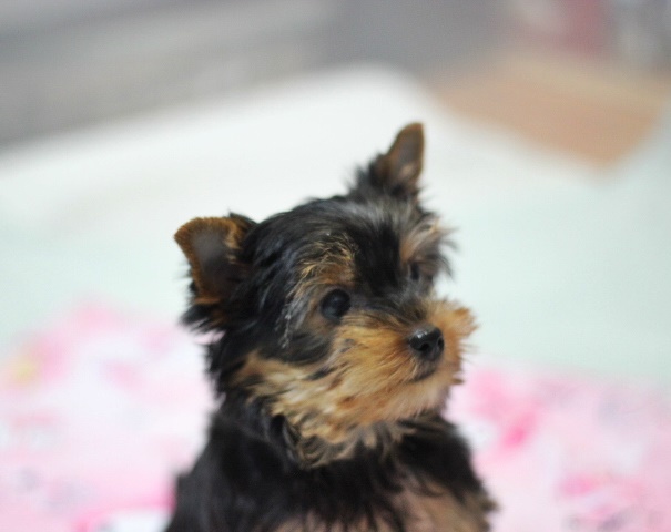 ヨーキー子犬