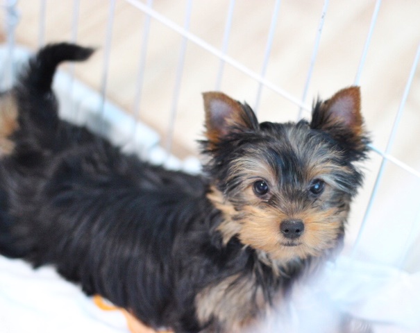 ヨーキー子犬
