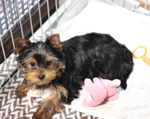 ヨーキー子犬