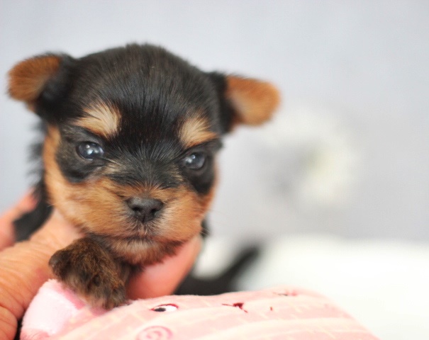 ヨーキー子犬