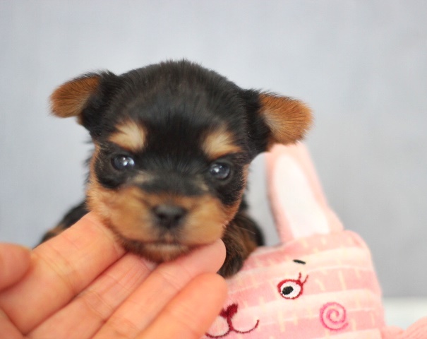 ヨーキー子犬