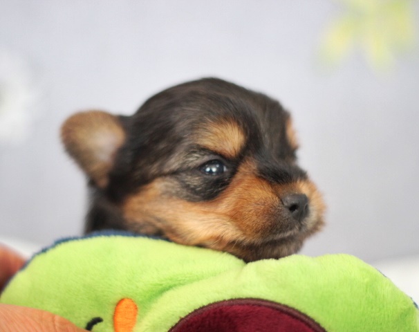 ヨーキー子犬