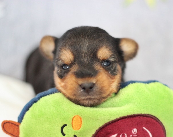 ヨーキー子犬