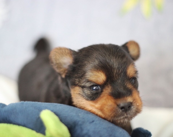 ヨーキー子犬