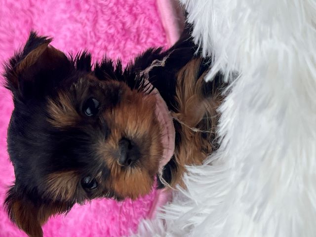 ヨーキー子犬