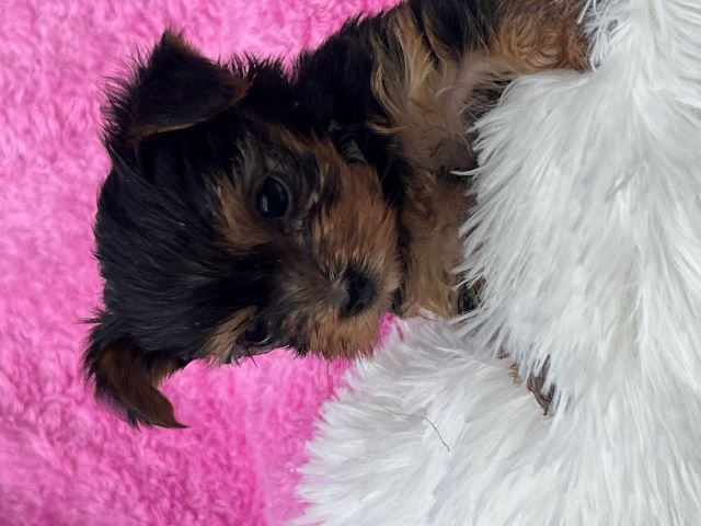 ヨーキー子犬