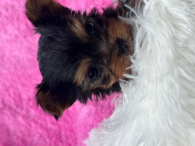ヨーキー子犬