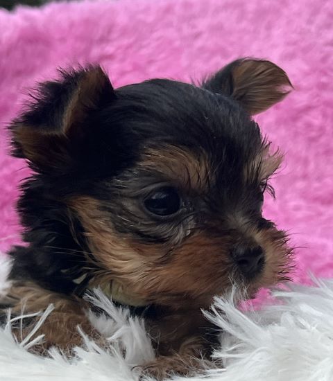 ヨーキー子犬