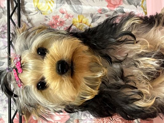 ヨーキー子犬