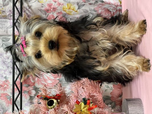 ヨーキー子犬