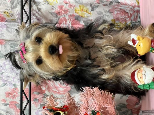 ヨーキー子犬