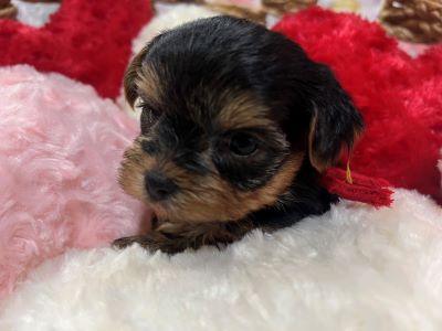 ヨーキー子犬