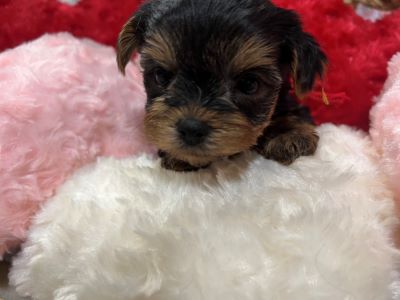 ヨーキー子犬
