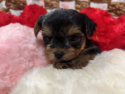 ヨーキー子犬